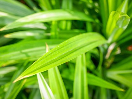 Daun Pandan Ternyata Bisa Membantu Penyembuhan 8 Penyakit Ini, Termasuk Kelola Diabetes
