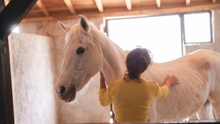 Horse friendship with human.