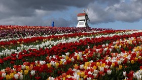 FOTO: Jalan-jalan Menikmati Warna-warni Ladang Tulip di Inggris