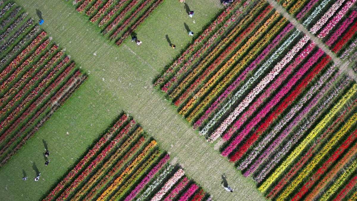 FOTO: Jalan-jalan Menikmati Warna-warni Ladang Tulip di Inggris