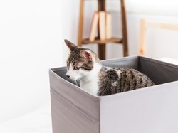 4 Tips Ampuh Hilangkan Bau Kucing biar Nggak Ganggu Penghuni Rumah