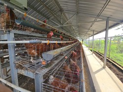 Video Mimpi Napi Nusakambangan Jadi Pengusaha Ayam Petelur Usai Bebas dari Lapas