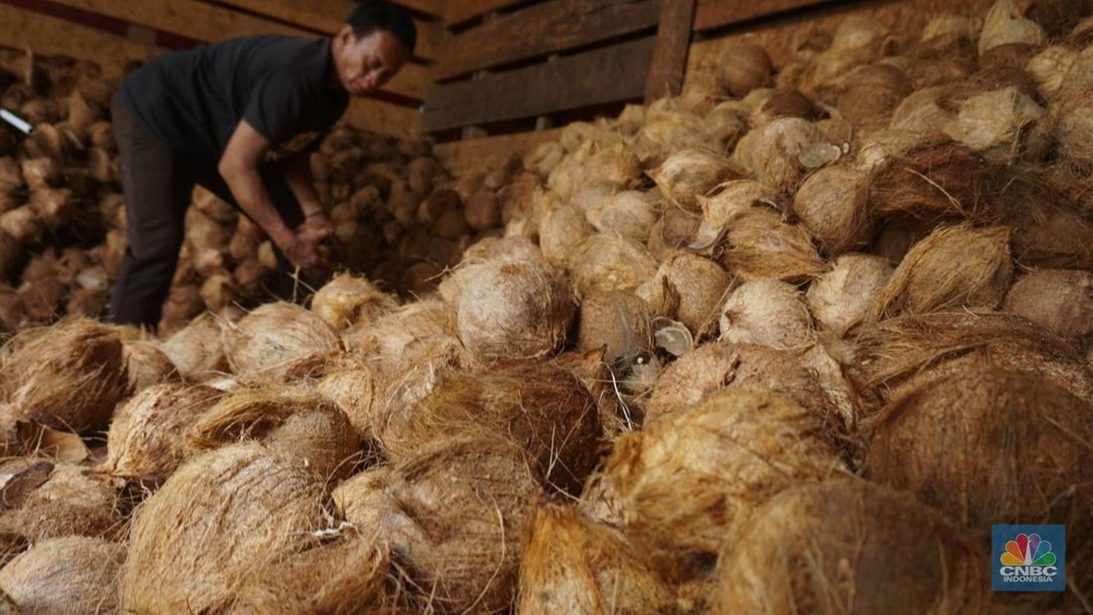 377 Ribu Hektare Kebun Kelapa RI Tua dan Rusak, Begini Efeknya