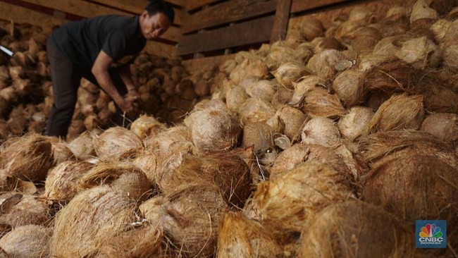 377 Ribu Hektare Kebun Kelapa RI Tua dan Rusak, Begini Efeknya
