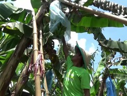 Petani Pisang Cavendish Lumajang Ini Cuan Rp 60 Juta Tiap Panen