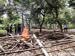 Lokasi Judi Sabung Ayam Disisir Pakai Drone, 1 Bangunan Dibakar