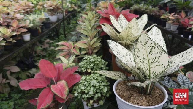 Surono, mantan pekerja pabrik, kini sukses di bidang pertanian dengan toko tanaman hias di Taman Anggrek Ragunan. Ia fokus pada jenis aglonema dan anthurium.