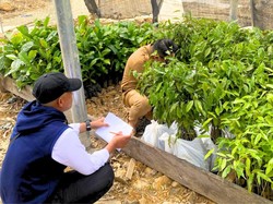 Budidaya Gaharu, Solusi Cerdas Pelestarian dan Cuan di Kalimantan Utara