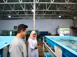 Bupati Ipuk Kunjungi Kampung Lobster, Nikmati Hidangan Segar Langsung dari Laut
