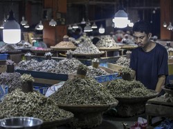 Apakah Ikan Merasakan Sakit Saat Akan Mati? Begini Kata Studi Terbaru