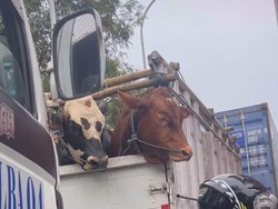 Momen Sapi Ikut Terjebak Macet Imbas Antrean Truk di Pelabuhan Priok