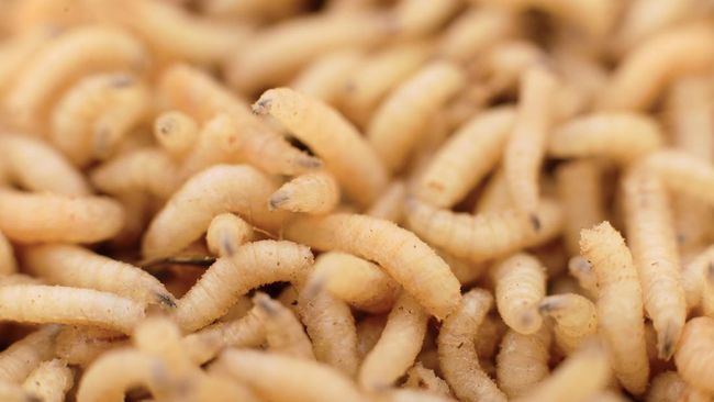 Kementerian Kesehatan Meksiko melaporkan kasus pertama myiasis pada manusia. Pelajari tentang infeksi larva lalat ini dan cara pencegahannya.