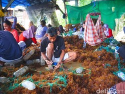 Warga Pantai Amal Tarakan: Harga Rumput Laut Merosot, Sembako Melonjak