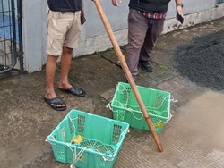 Maling yang Barter Motor dengan Panggulan Buah Beraksi Berulang Kali