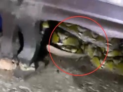 Ular Piton 4,5 Meter Masuk Bawah Lemari Rumah Warga Pinrang, Damkar Evakuasi
