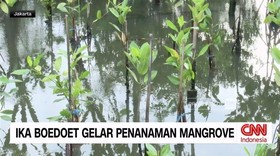 VIDEO: IKA Boedoet Gelar Penanaman Mangrove
