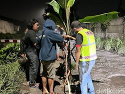 Kesal Jalan Rusak Tak Diperbaiki, Warga Krian Sidoarjo Tanam Pohon Pisang
