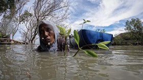 FOTO: Perjuangan Wanita di Demak Hadapi Perubahan Iklim