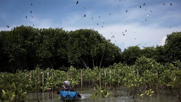 Pemerintah Siapkan Draft Perpres Pendingin Badan Pengelola Gambut dan Mangrove