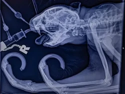 Viral, Ini Kukang Pertama yang Jalani Operasi Gigi