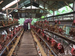 Cara Memulai Beternak Ayam di Rumah, Panduan Praktis untuk Pemula