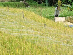 Produksi Beras RI Diramal Tembus 34,6 Juta Ton, Tertinggi se-ASEAN