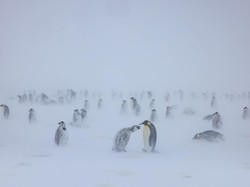 Fosil Penguin Raksasa Ditemukan di Selandia Baru, Lebih Besar dari Manusia