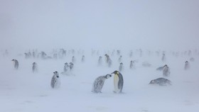 FOTO: Nasib Malang Penguin Antartika Terancam Punah Imbas Krisis Iklim