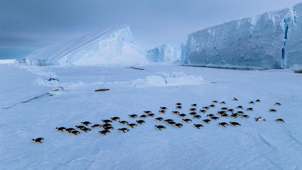 Imbas Krisis Iklim, Kehidupan Koloni Penguin Terbesar Terancam