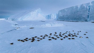 Imbas Krisis Iklim, Kehidupan Koloni Penguin Terbesar Terancam