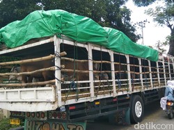 Pengiriman Sapi-Kerbau Bima ke Luar Pulau Turun karena Populasi Merosot