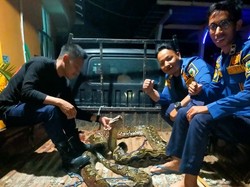 Ular Piton 6 Meter Muncul di Drainase Jalan Gorontalo Berakhir Dibunuh Warga