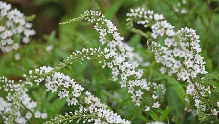 White Lysimachia clethroides, gooseneck loosestrife, in flower.