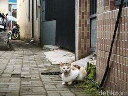 Video: Cat Lovers Wajib Tahu! Ini Manfaat Steril pada Kucing
