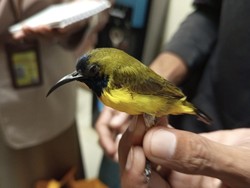 Penyelundupan 12 Burung Ilegal ke Papua Digagalkan di Bandara YIA