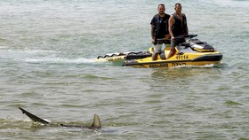 FOTO: Uji Nyali Liburan ke Pantai Bertemu Hiu di Israel