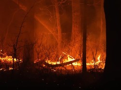 Geger Kebakaran Hutan di New Jersey, 3.000 Orang Mengungsi