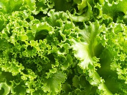 Asam Lambung Naik? Konsumsi 6 Jenis Daun Ini untuk Meredakannya