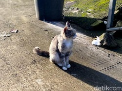 Kesabaran Tia dan Dena Diuji Saat Kucing Liar Berulah di Rumahnya