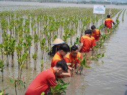 Jaga Ekosistem Pesisir, Alfamart Tanam 20 Ribu Pohon Mangrove di Semarang