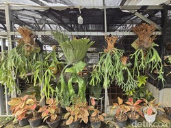 Mimpi Desa UMKM di Kaki Gunung Salak Jadi Objek Wisata