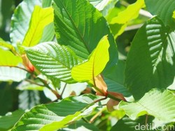 Kenapa Daun Berwarna Hijau? Ini Penjelasan Ilmiahnya