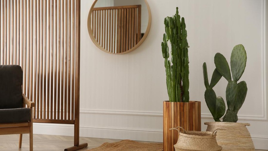 Stylish room interior with beautiful potted cacti