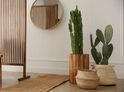 5 Tanaman yang Mengundang Energi Negatif Menurut Feng Shui