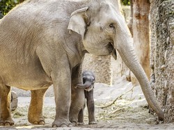 Momen Ngeri Gerombolan Gajah Kepung Rumah-Serang Bocah di Pekanbaru