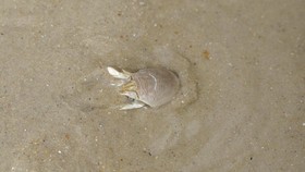 FOTO: Kepiting Mole Hampir Punah di Brasil, Ahli Khawatir