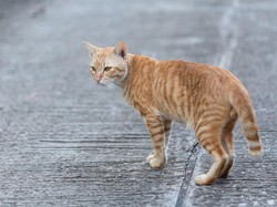 Cara Menghilangkan Bau Kencing Kucing Secara Alami, Ampuh!