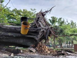 Pohon Beringin Tua Tumbang di Garut, Tiga Motor Rusak