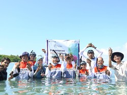 Jaga Kelestarian Laut, PIS Tanam 3.000 Bibit Lamun di Teluk Bakau Bintan