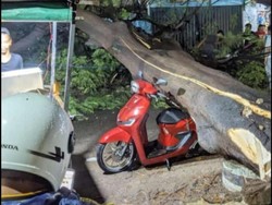 Pohon Tumbang Timpa Pemotor di Gunungputri Bogor, Tiga Orang Luka